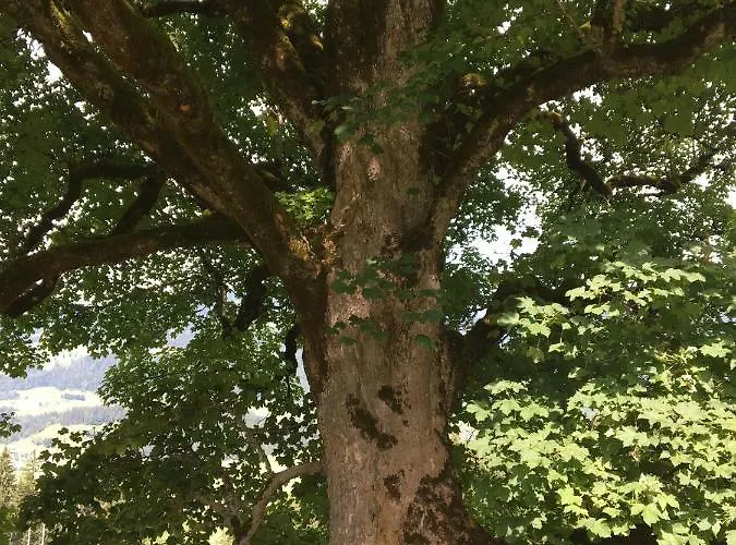 Bed & Breakfast 7 3*